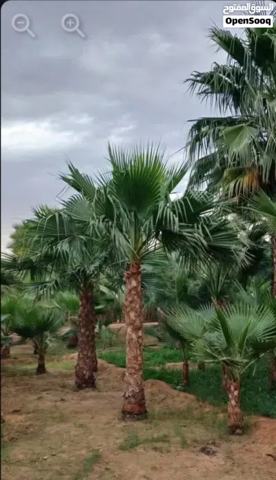 نخل نخيل واشنطن وعربي مثمر جميع الأنواع ولمقاسات متوفره توصيل الاجميع مناطق المملكة 2