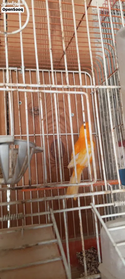 طيور للبيع كوكتيل ايزابيل ولاتينو وحب وكنار 2
