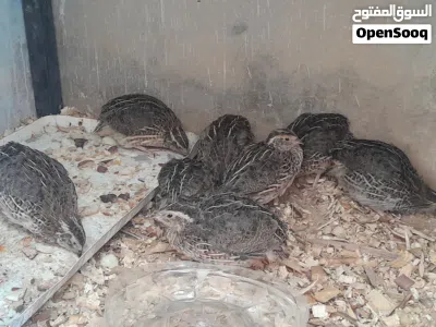 بيع فروخ سمان . بيع الدجاج حيوانات طيور 2