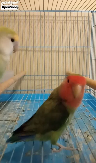 للبيع زوج روز العمر سنة ونص 2