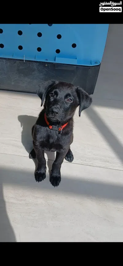 German shepherd puppy black jack working line 4