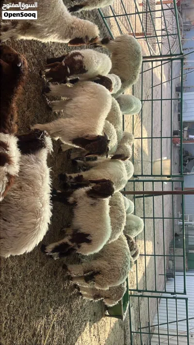 للبيع اغنام وماعز من العمر 2 الى 4 2
