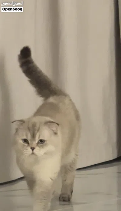 للبيع قط سكوتش فولد ذكر 4