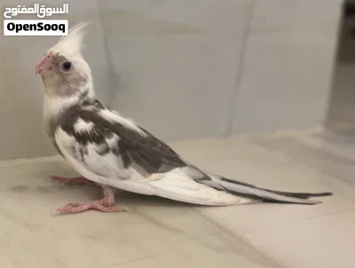 كوكتيل للبيع 4