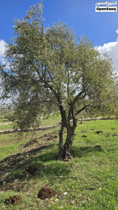 ارض 2 دونم قوشان مستقل مستصلاحه عجلونا سامتا يوجد اشجار زيتون منتج من المالك مباشره 2