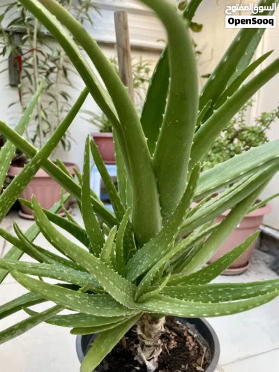 Aloe Vera plant Pair, healthy big stems 3