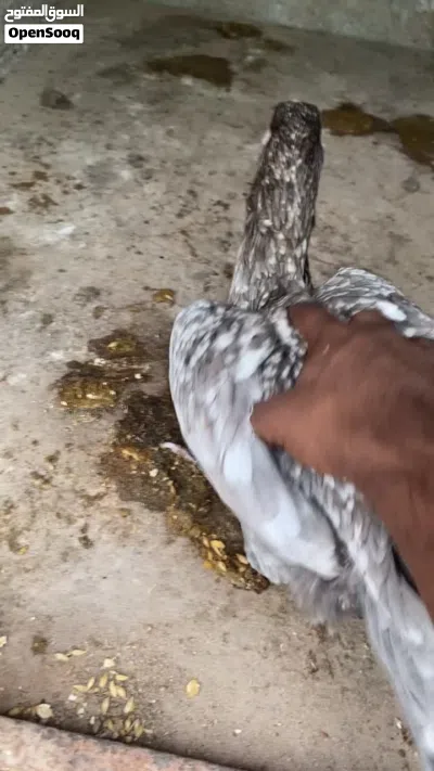 دجاج لون سليتا نسل ميوالي على بنجابي دجاجه نسل طيب وجاهزه 2
