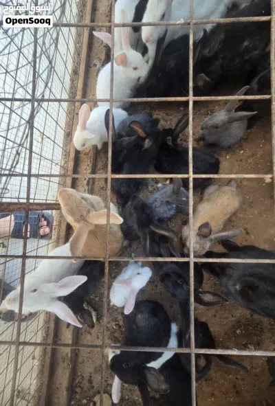 ارانب بلدي 3