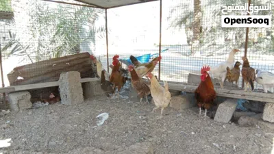 دجاج عماني 3