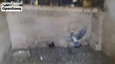 حمام بلدي للبيع 2
