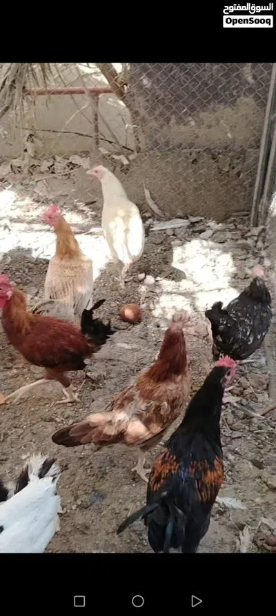 بيع الدجاج العمانيه والفرنسي و الحبشي و بط مصري 3