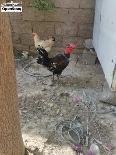 ديج عرب كريعي 2