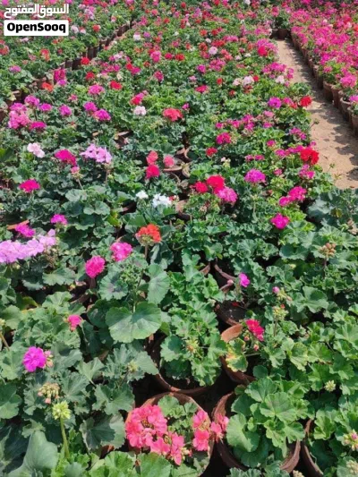 العشب الطبيعي الجوده العاليه 3