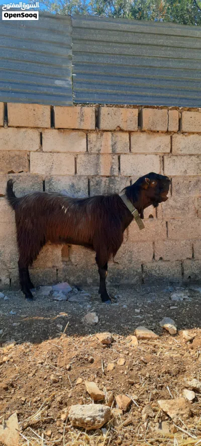 عنزين و تيس 2