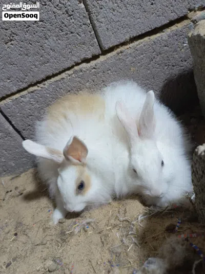 زوج ارانب زوج ارانب 4