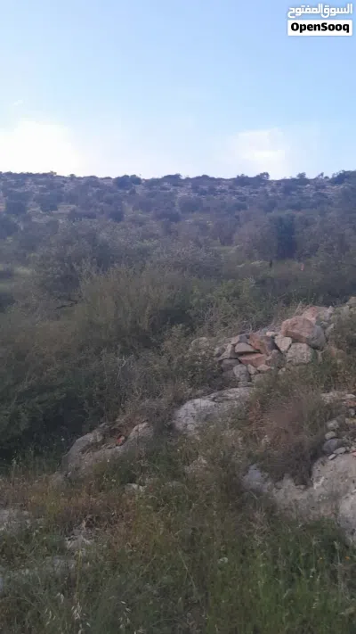 اراضي بقرى جنين طابو سلطه كميه كبيره 3