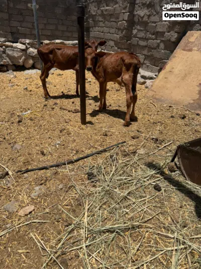 عيله وعجل. 3