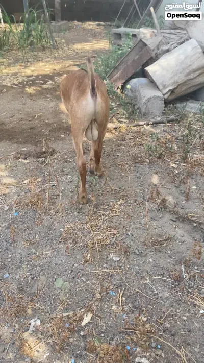 تيس مال صلاله 3