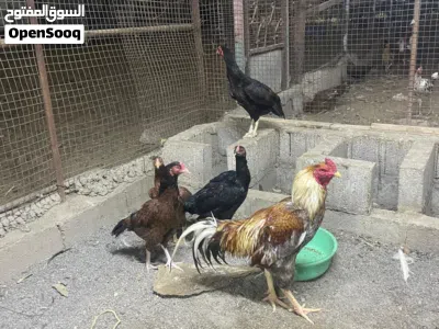 للبيع دجاج باكستاني 3
