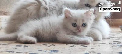 انتاج شيرازي 3