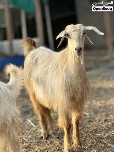 للبيع شاه من حلال الجواميد 2