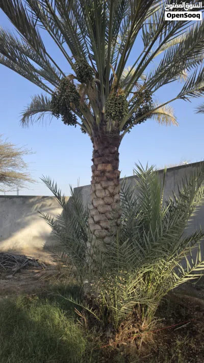 نخيل (فرض) للبيع 2