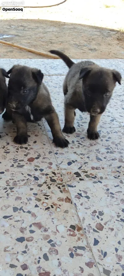 3 جرواي مينوا دكور درجة اولى 3