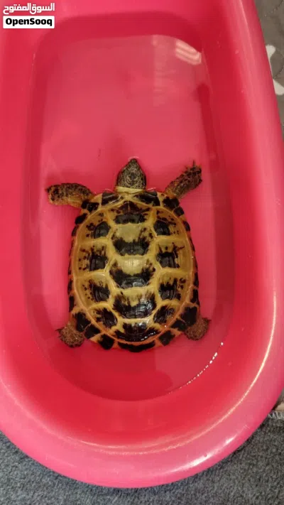 High-quality turtles available 4