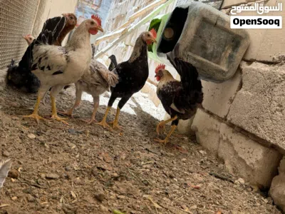 دجاج عرب سعر التك 15 2