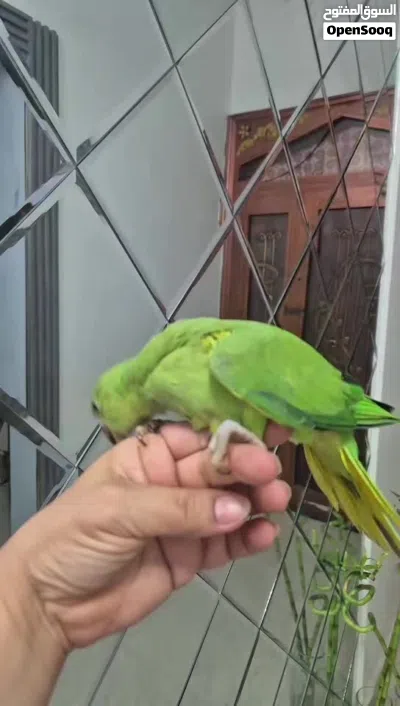 بيع فروخ دره 4