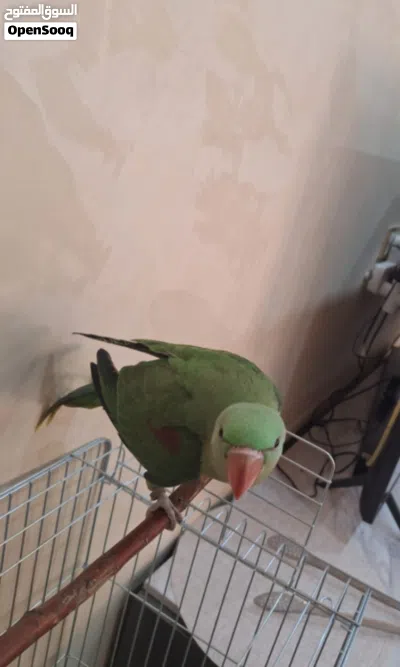 كساندرا اليف جدا جدا 2