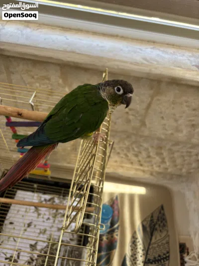 ببغاء الكنيور اخضر الخد(green cheek conure) 2