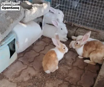 أرنب فرنسيه الحجم الكبير 2
