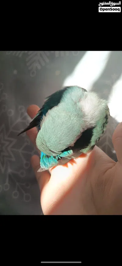 ببغاء روز لون تركوازي ربوه لزقه عمر شهر ونص تقريبا الوصف مهم 2