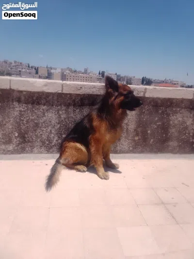 كلب جيرمن شيبرد بيور ، لونق هير ، كينج سايز 4