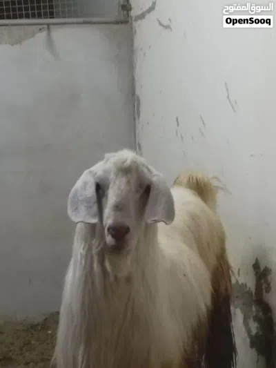 فحل اجلح معسكل مد وشور صنف فاخر مستوا قوي وهيكل انتاج قوي للي يبغى شي مميز من حلال الجواميد 4
