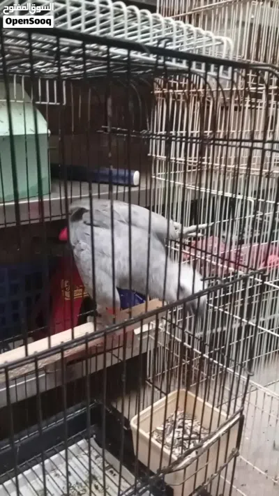 طير الله يبارك ناشط موش مروض راكح في القفص 2