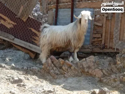 تيس رقش بهص 2