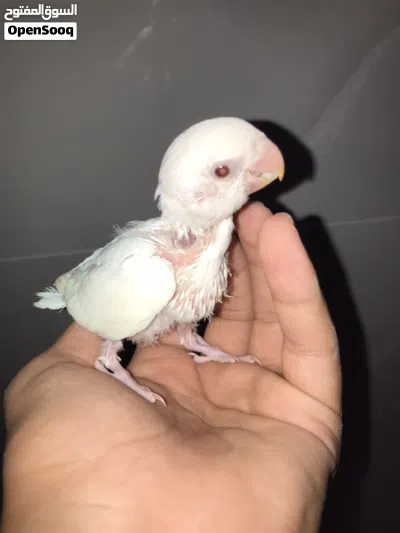 2عصافير بركاديلو البينو 4