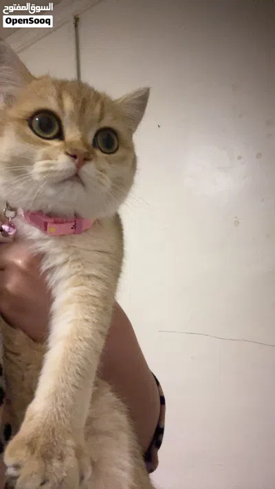 للبيع نثيه ny12 عمرها ثلاث شهور نظيفه مافيها اي شي لعوبه 3