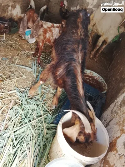صخله ضروبة شامي يفره للبيع اقرء الوصف وخابر وأنه خادم لشراي 3