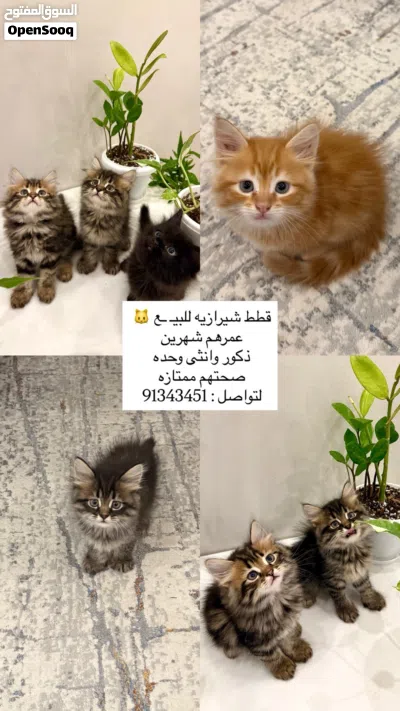قطط شيرازيه 4