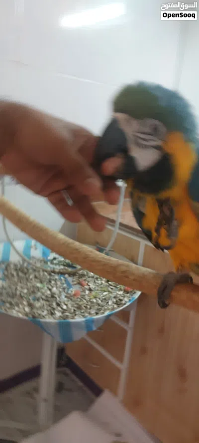 Blue and Gold Macaw 3