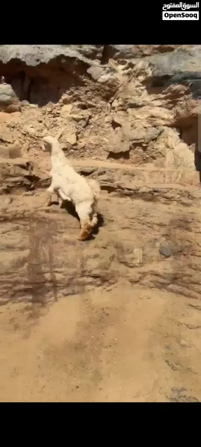 تيوس من حلال لجواميد لجبل الاخضر 4