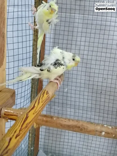 طيور حب هاجرمو شكري برصاصي 2