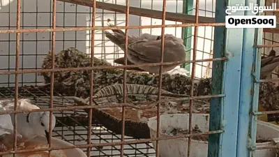 حمام للبيع عاديات وحمام بر و متوه 2