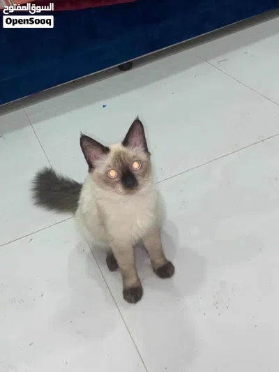 قطه سيامي عمر أربع شهور و بصحه جيدا و نشيط 3