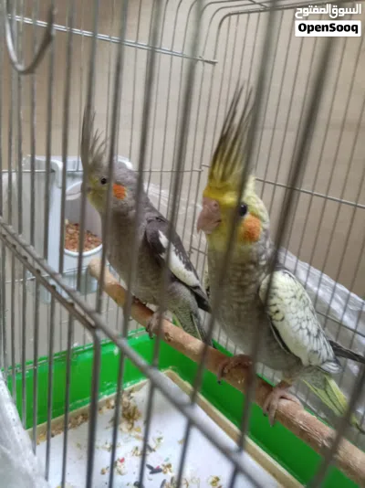فراخ كوكتيل 2