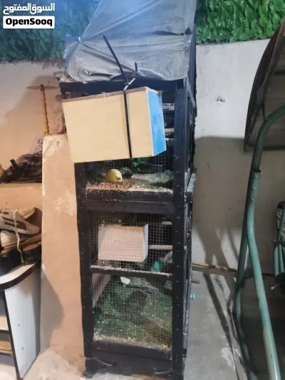 مطير عصافير 2