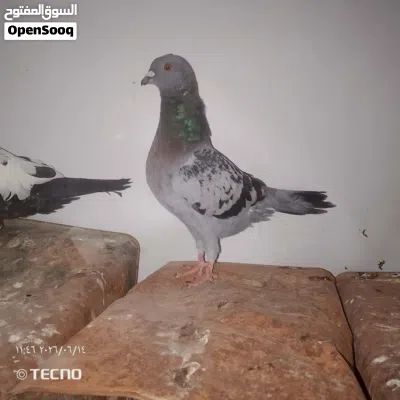حمام البيع 2